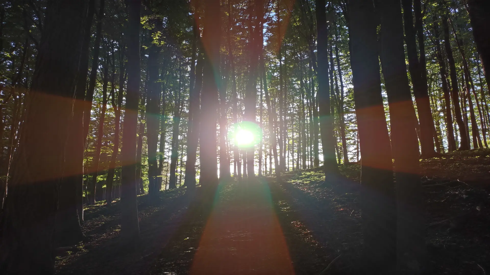 Wald mit Sonne