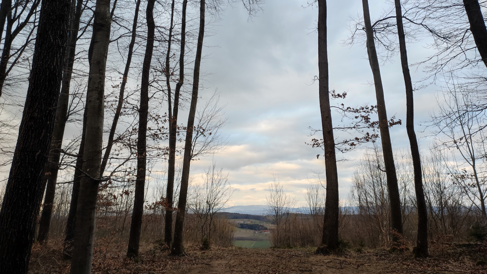 Wald